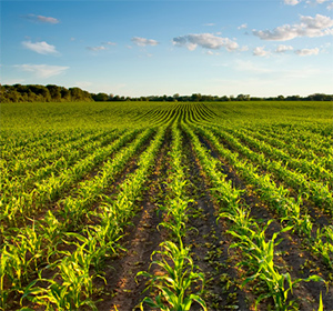 Agriplas Home Bottom Corn