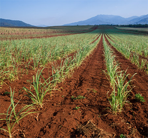 Agriplas Home Bottom Sugarcane